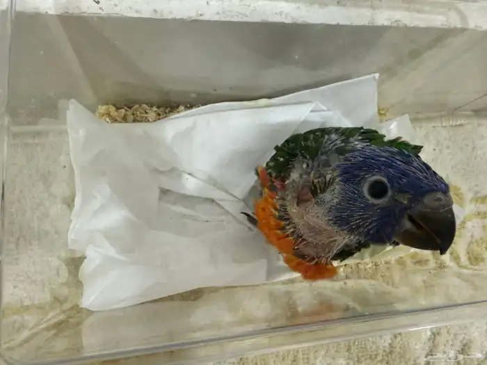 فرخ لوري ( تم البيع الله يبارك لي راعيه ) 2