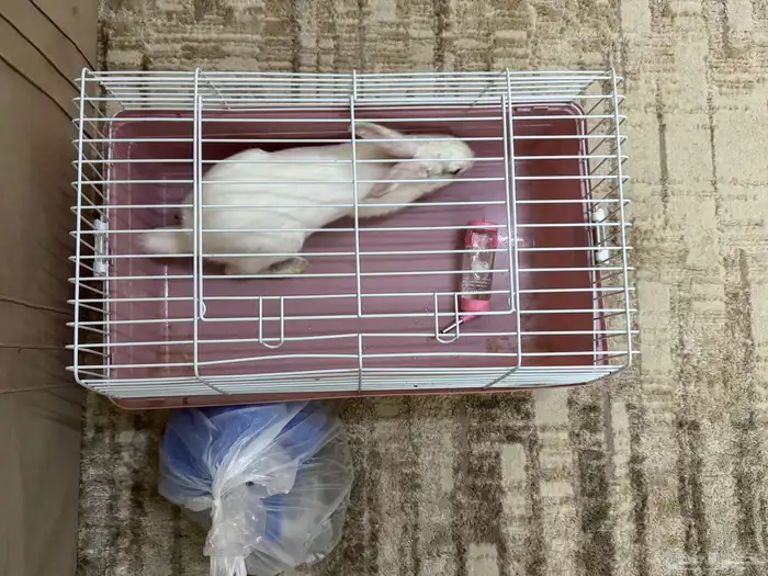 أرنب نظيفة 3