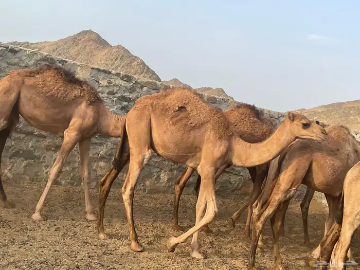 قعدان للبيع 1