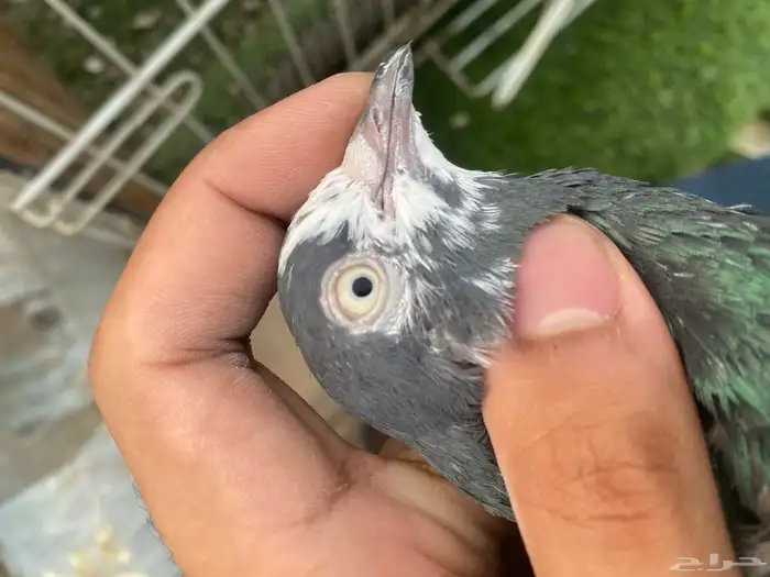 للبيع حمام باكستاني اناثي 3