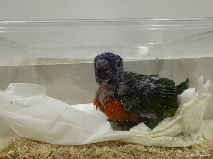 فرخ لوري ( تم البيع الله يبارك لي راعيه ) 1