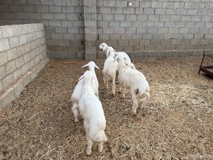 طليان لبانية 3