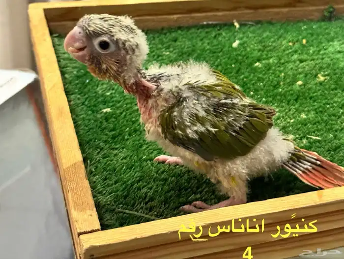 فروخ كنيور غر 3