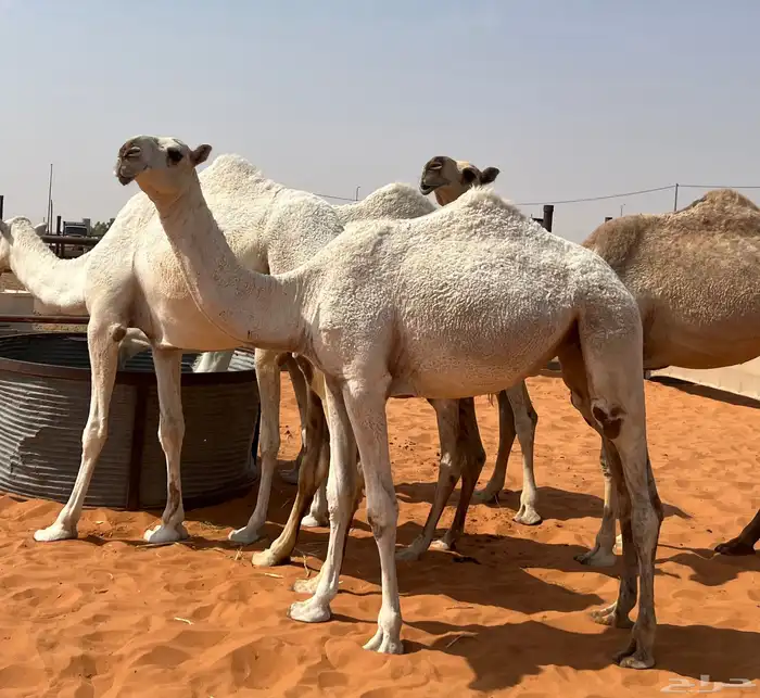 البكره المفروده الكفو 0