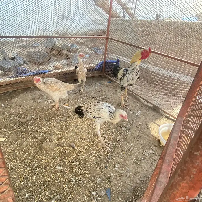 دجاج باكستاني 3