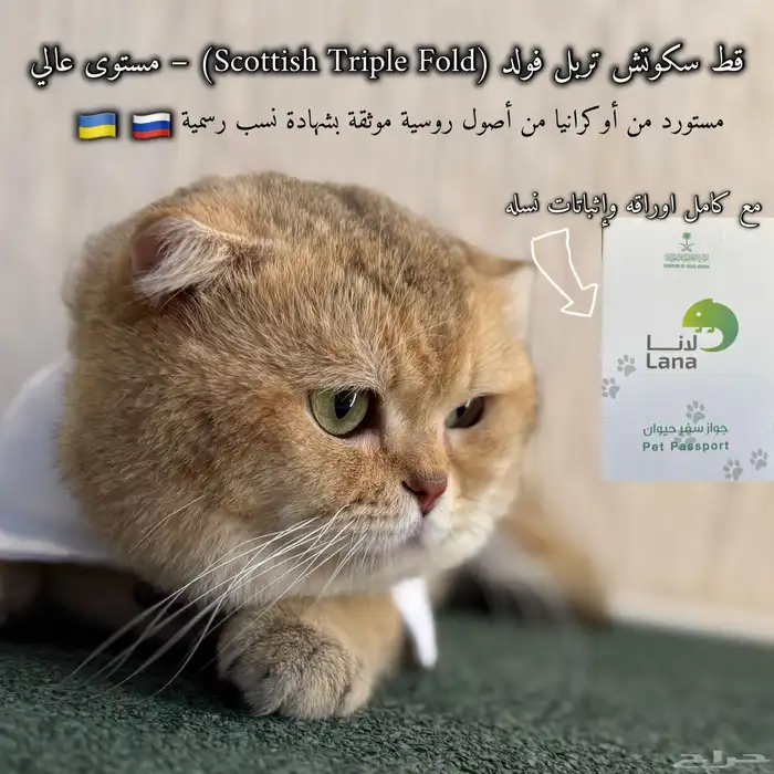 قط منتج سكوتش تربل فولد جامبو مستورد مع كامل اوراقه 0