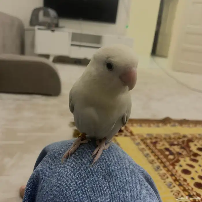 ببغاء روز للبيع ازرق نضيف 4