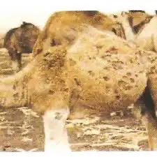 بياض العيون و القرع 1