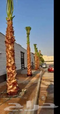 نخل واشنطني زينه بجميع مقاساته وايضا قشع نخيل ونقل وتركيب 1