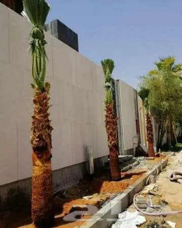 نخل واشنطني زينه بجميع مقاساته وايضا قشع نخيل ونقل وتركيب 3