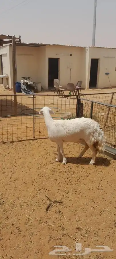 شاه صنف 2