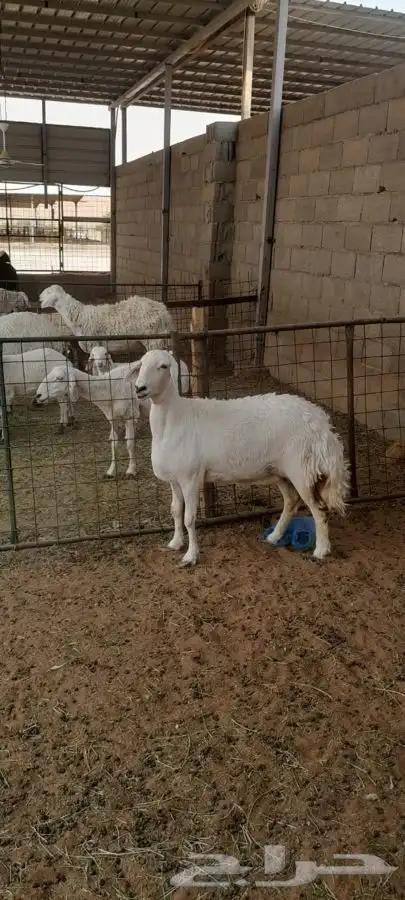 شاه صنف 4