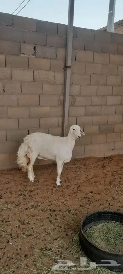 شاه صنف 7