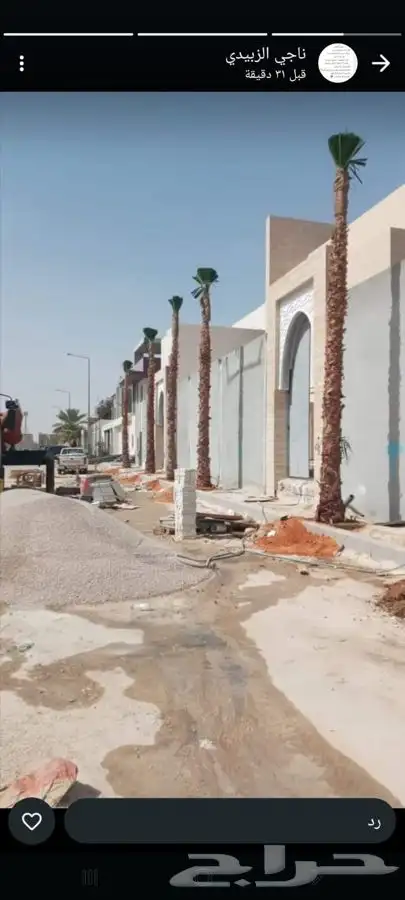 نخل واشنطن زينه للبيع 6