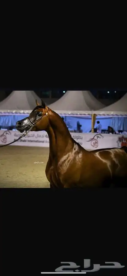 مهر واهو فاخر 2