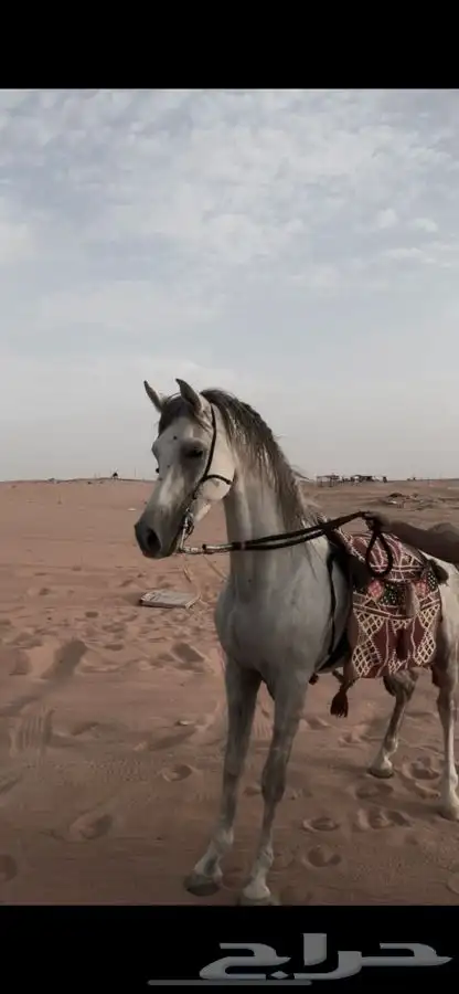 حصان شعبي حار 1