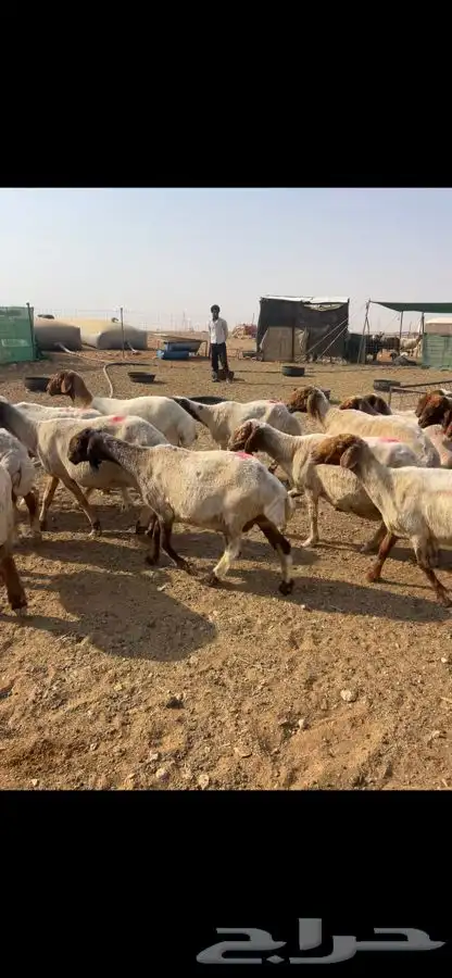 غنم نعيم دفيع 3