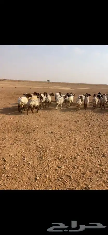غنم نعيم دفيع 2