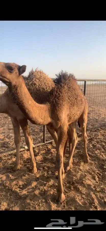 للبيع قعدان 1