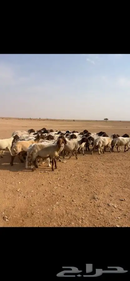 غنم نعيم دفيع 0