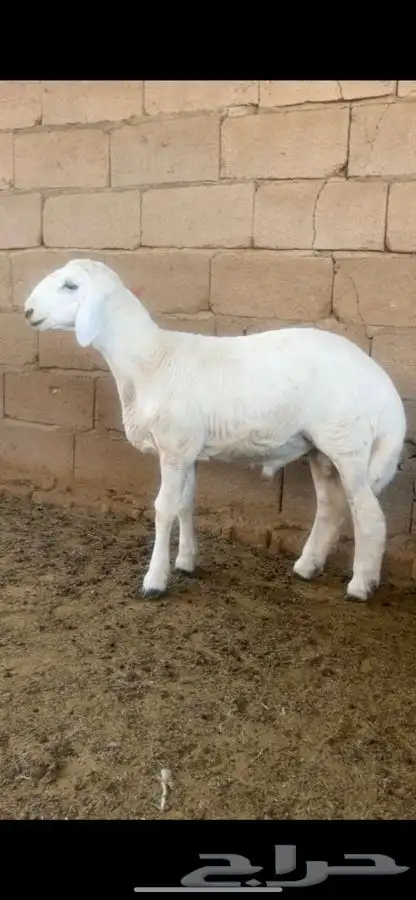 طلي 2