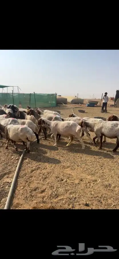 غنم نعيم دفيع 8