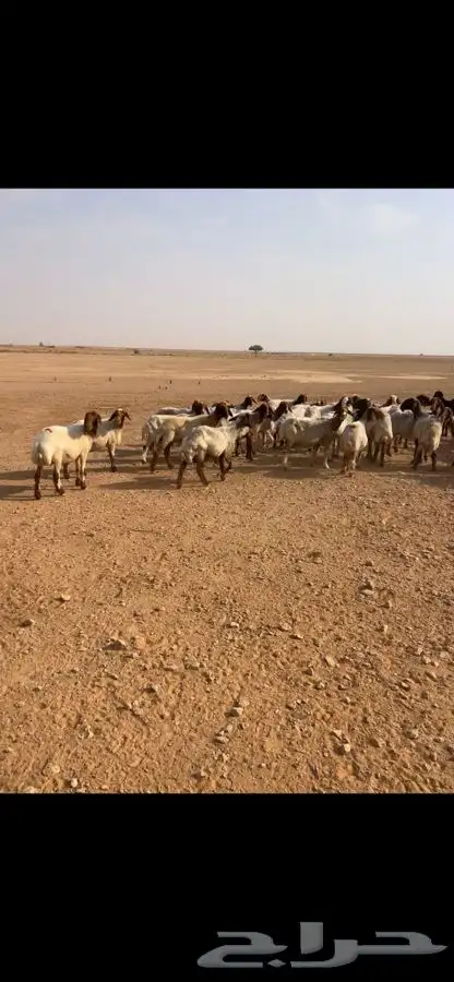 غنم نعيم دفيع 1