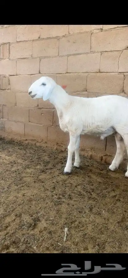طلي 1