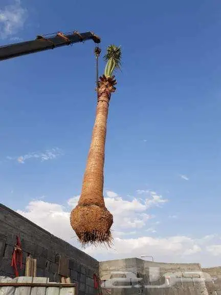 نخل واشنطني زينه بجميع مقاساته وايضا قشع نخيل ونقل وتركيب 2