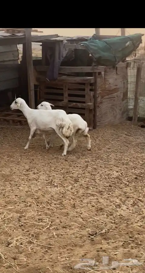 اربعه عروض 24