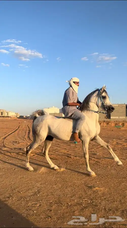 حصان شعبي حار 2