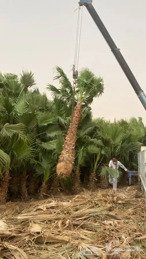 نخل واشنطن زينه للبيع 8