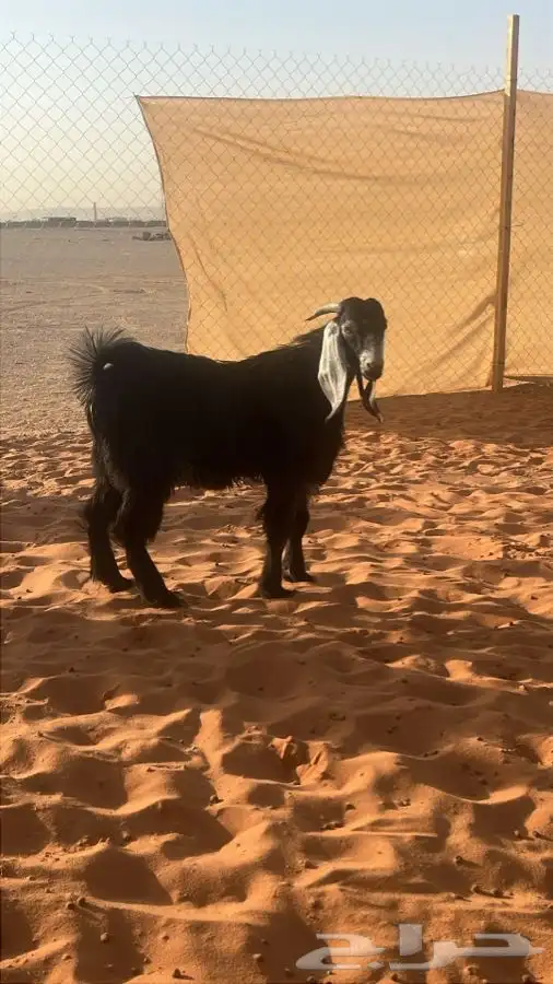 ابو عبدالله للذبايح 10