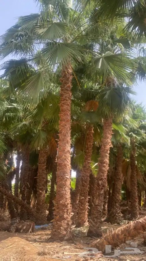 نخل واشنطن زينه للبيع 9