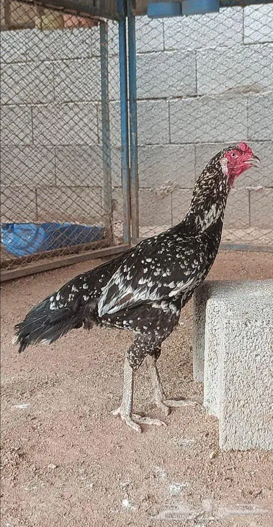 العرض الثالث 2