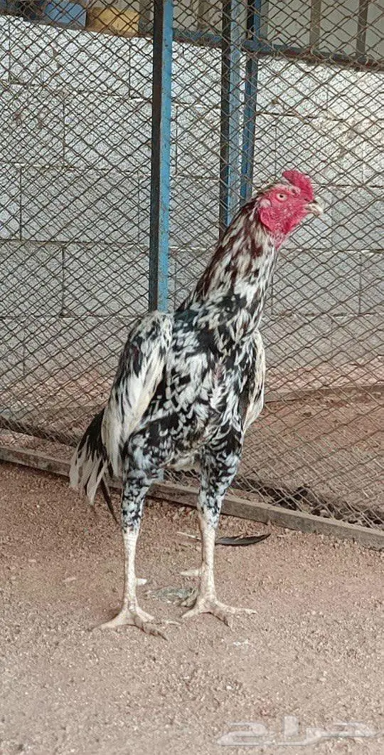 العرض الثالث 7