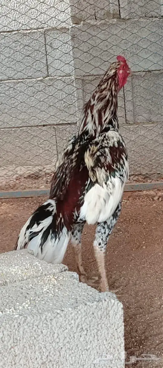 العرض الثالث 9