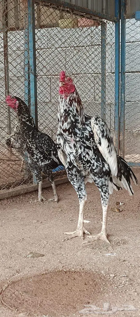 العرض الثالث 8