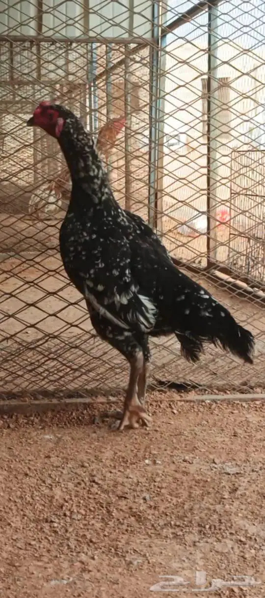العرض الثالث 3