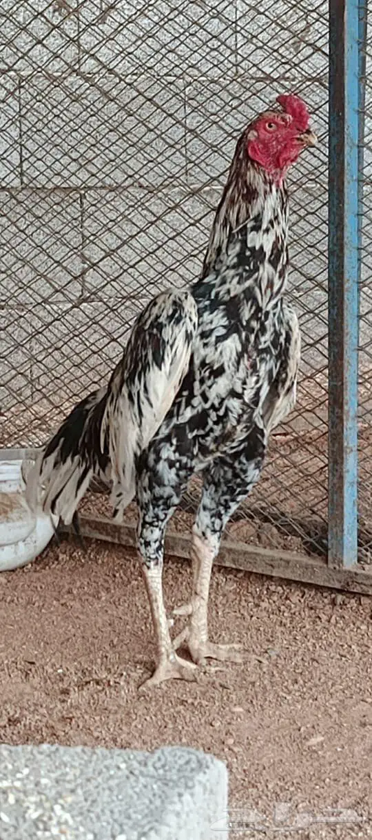 العرض الثالث 5