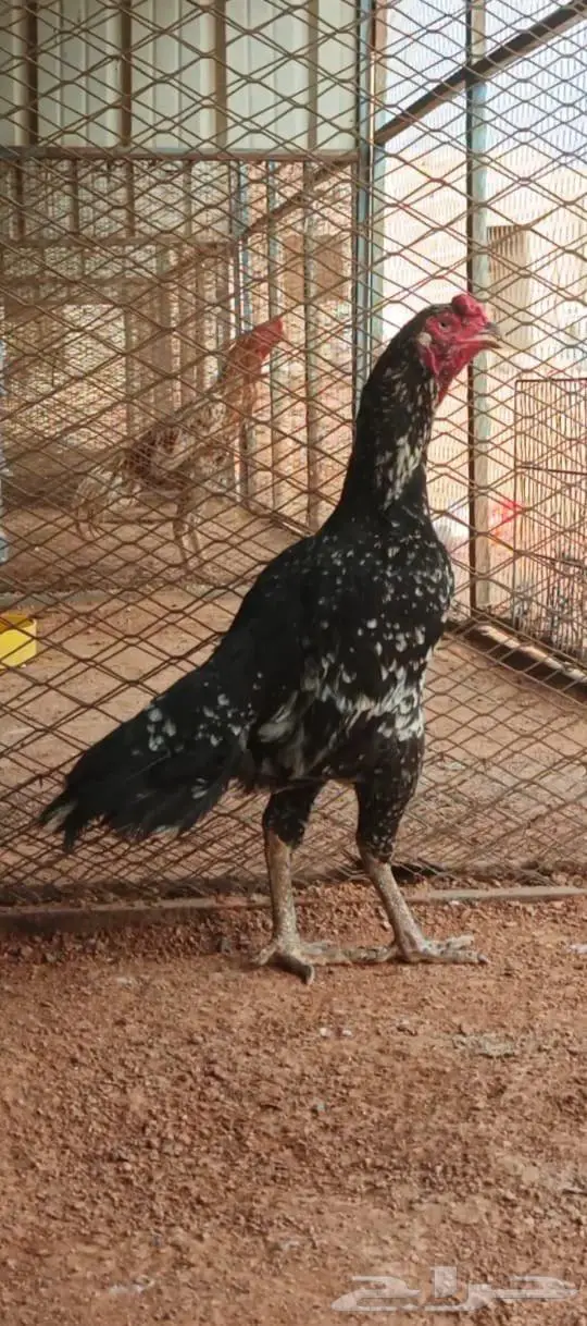 العرض الثالث 4