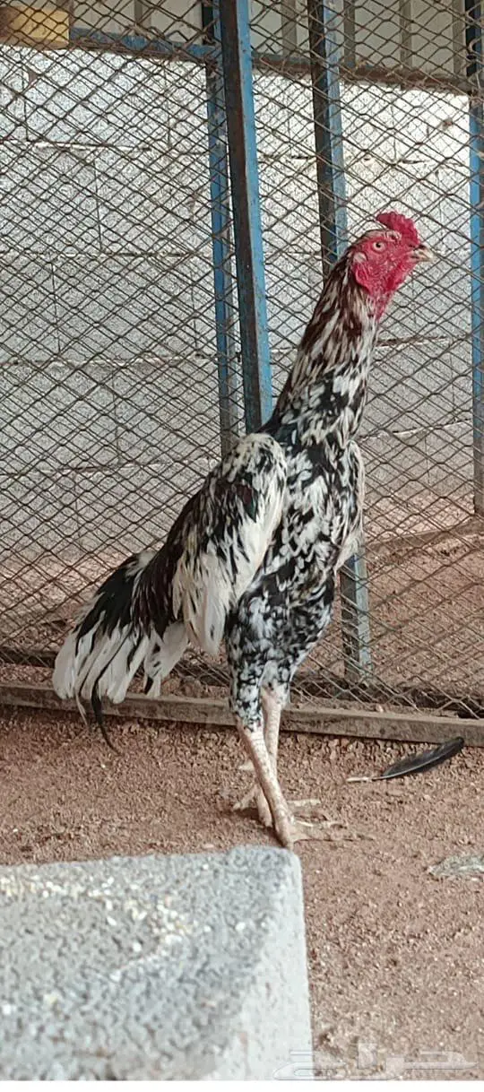 العرض الثالث 6