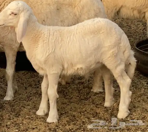 مطلوب بهم حري طليان 0
