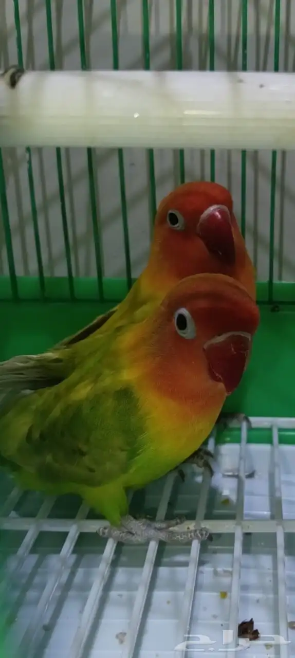 جوز روز والبيع سمح ان شاء الله 0