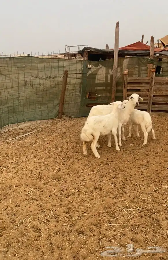 اربعه عروض 30