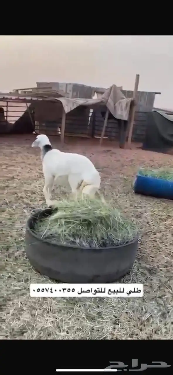 للبيع رخل حريه 1