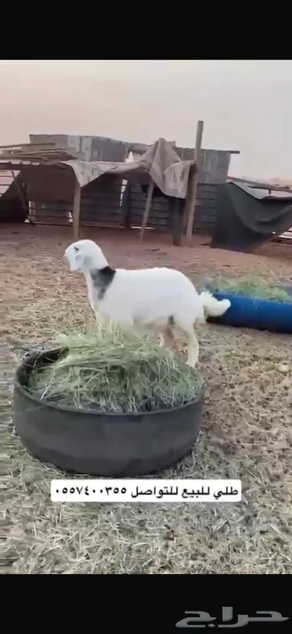 للبيع رخل حريه 0