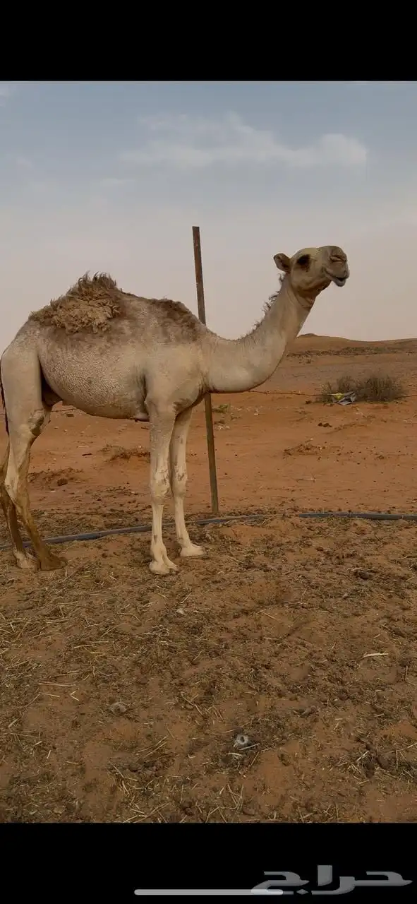 قعود للبيع 2