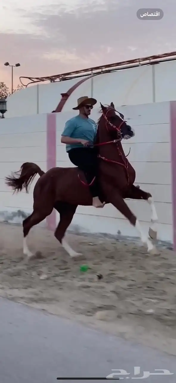 حصان واهو محجل اربع 0