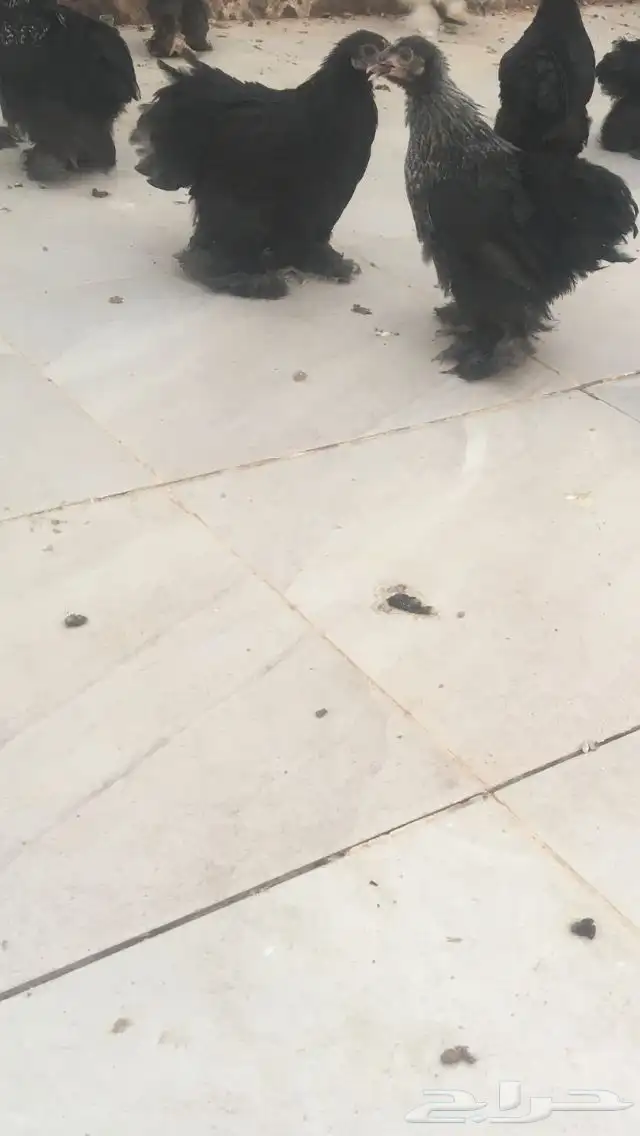 دجاج كوشن قزمي عمر 4 شهور و 3 شهور 0
